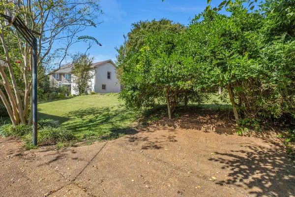 a view of a yard with plants and a tree