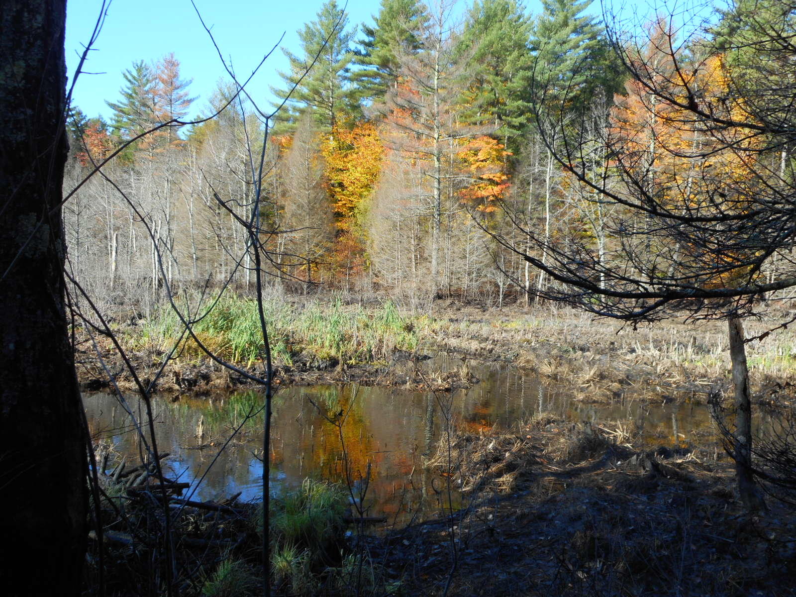 2210-2214 Belgrade Road Sidney, ME 04330 - Photo 18 of 27 Woods