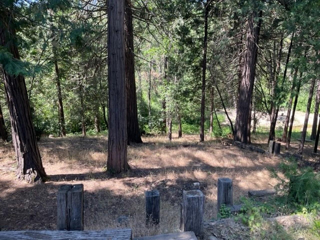 59634 Cascadel Drive North Fork, CA 93643 - Photo 32 of 52 a view of a tree next to a yard