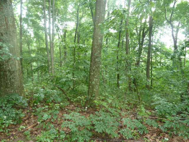 0 Pole Ridge Road Laurelville, OH 43135 - Photo 1 of 6 Gallery Image 1