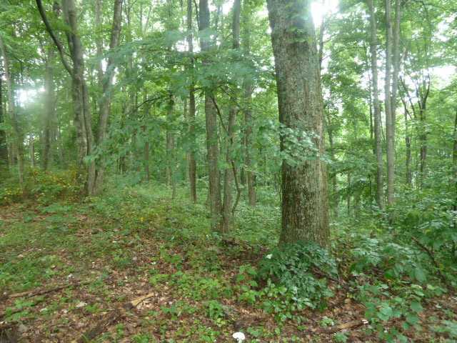 0 Pole Ridge Road Laurelville, OH 43135 - Photo 3 of 6 Gallery Image 3