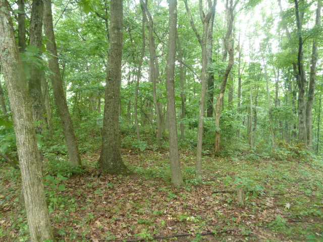 0 Pole Ridge Road Laurelville, OH 43135 - Photo 4 of 6 Gallery Image 4