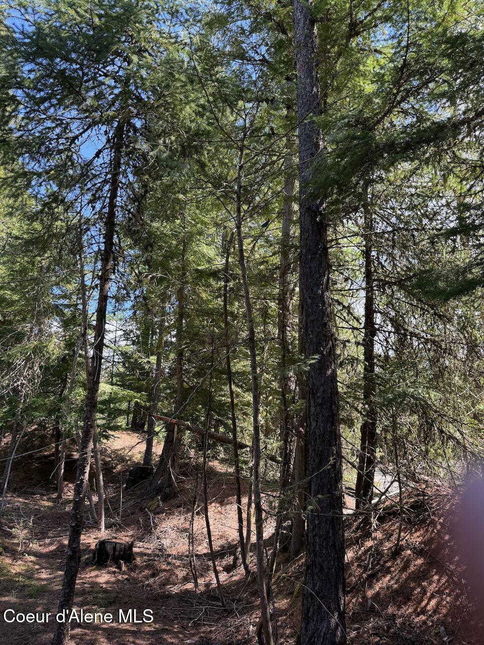 8213 Rapid Lightning Road Sandpoint, ID 83864 - Photo 17 of 40 Can you find the Stellers Jay?