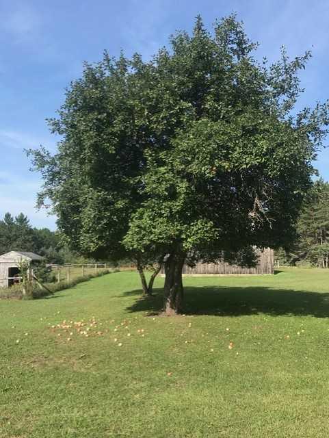 11573 Standen Road Lachine, MI 49753 - Photo 25 of 26 Gallery Image 25