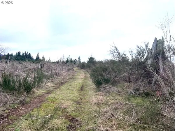 a view of a dry yard with trees
