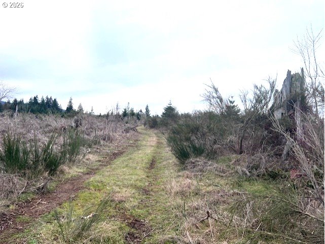 Timber Road Forest Grove, OR 97116 - Photo 3 of 13 a view of a dry yard with trees
