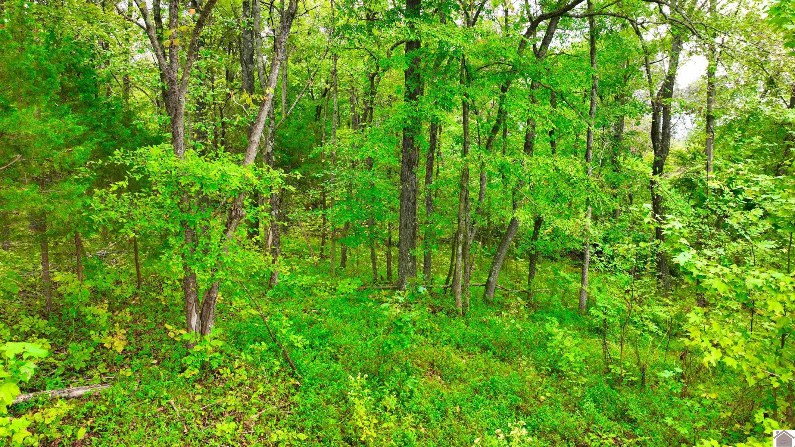 0 Purchase Pkwy Frontage Road Wingo, KY 42088 - Photo 12 of 14 Photo 12