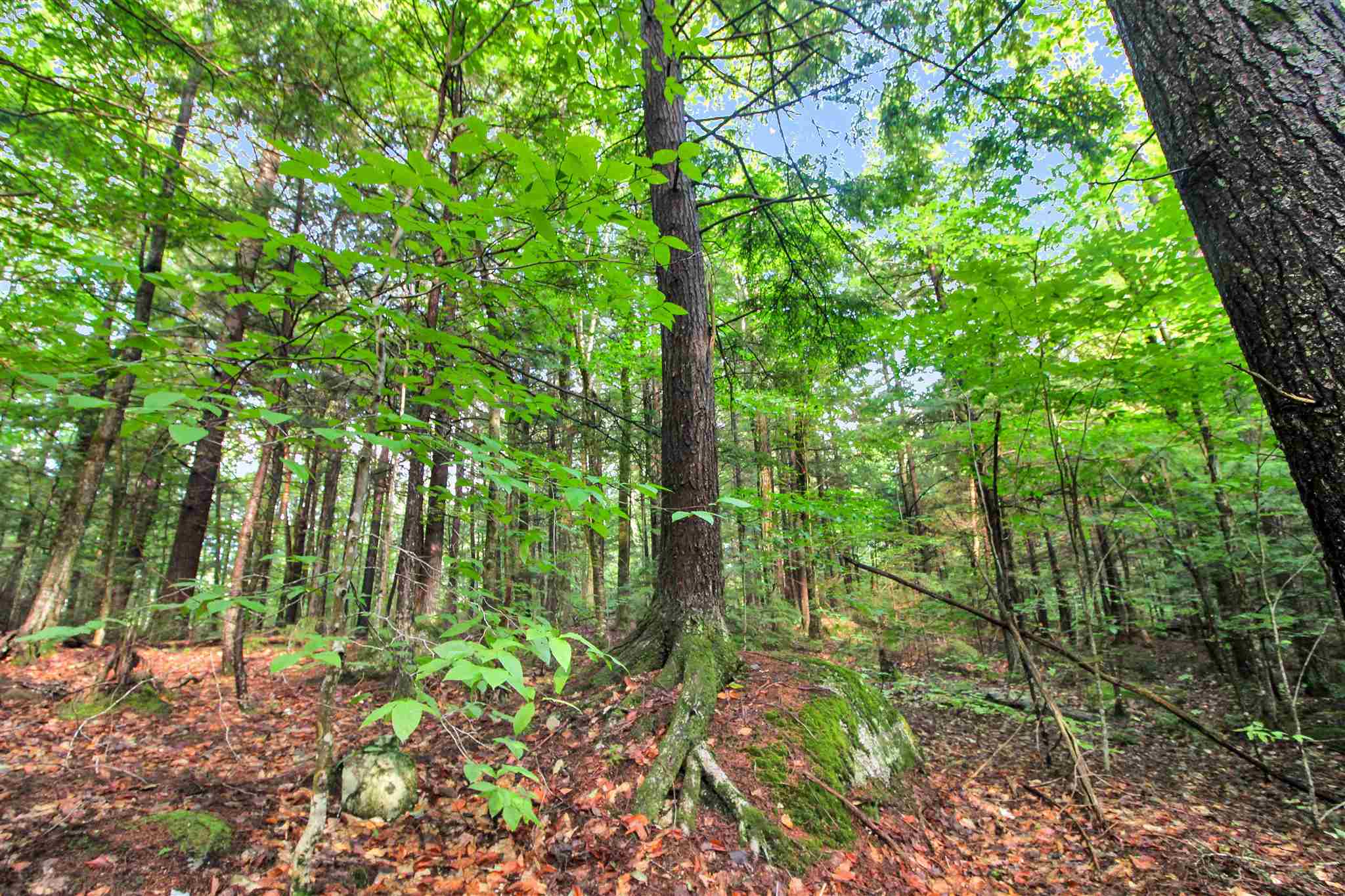0 Puckerbrush Road, Unit 5 Campton, NH 03223 - Photo 11 of 14 Gallery Image 11