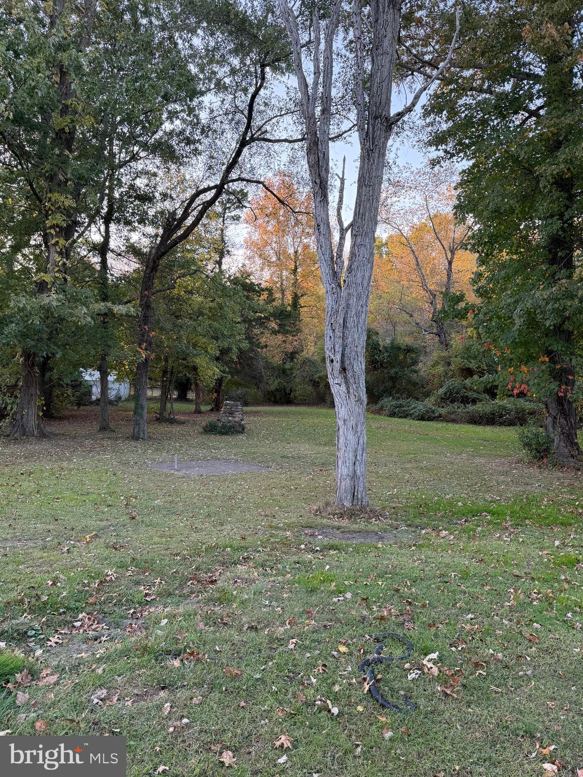 647 Highway 45 Mannington, NJ 08079 - Photo 14 of 16 a view of a tree in the middle of a yard