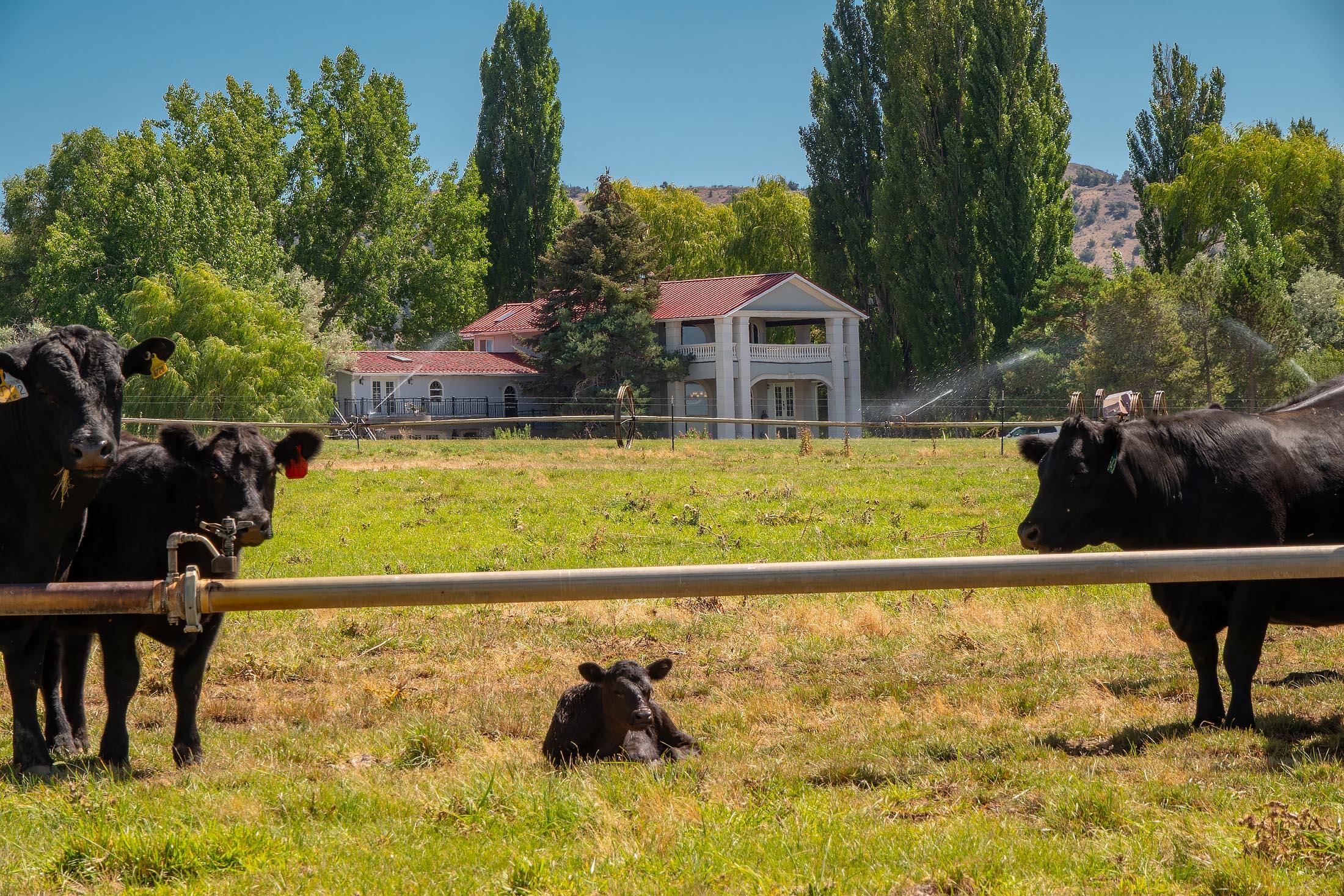 59047 Old Lake Road Christmas Valley, OR 97641 - Photo 47 of 55 Livestock inpasture