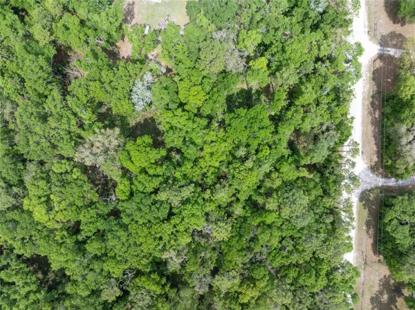 a view of a lush green forest with large trees