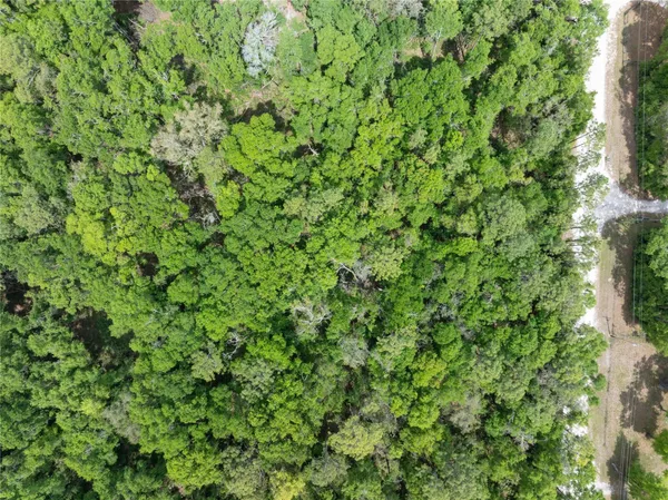 a view of a lush green forest
