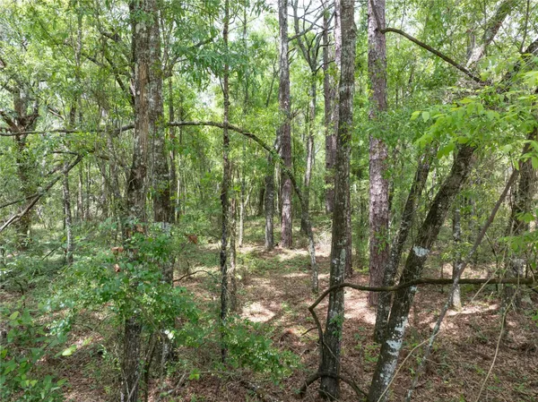 a backyard of a house with lots of trees