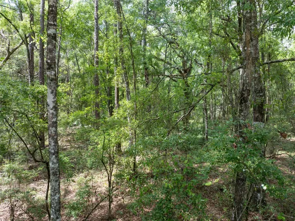 a view of a lush green forest