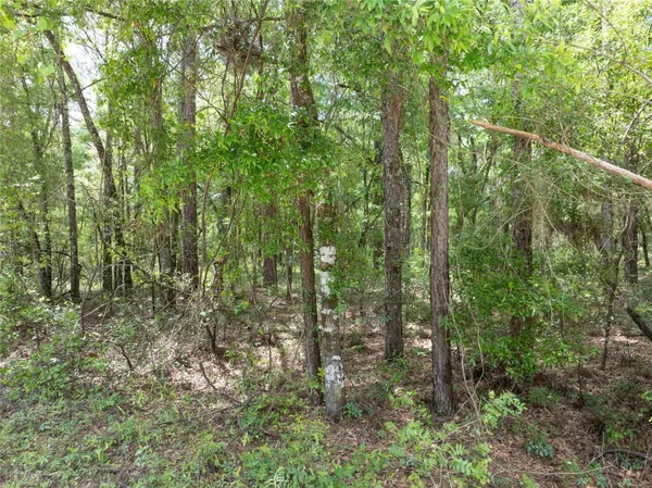 a view of a forest with trees