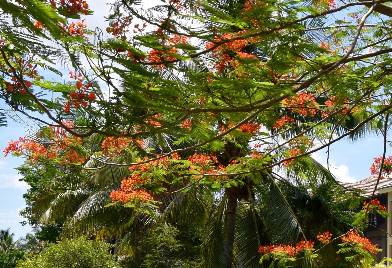 12353 Riverfalls Court Boca Raton, FL 33428 - Photo 25 of 37 orange flowers 2