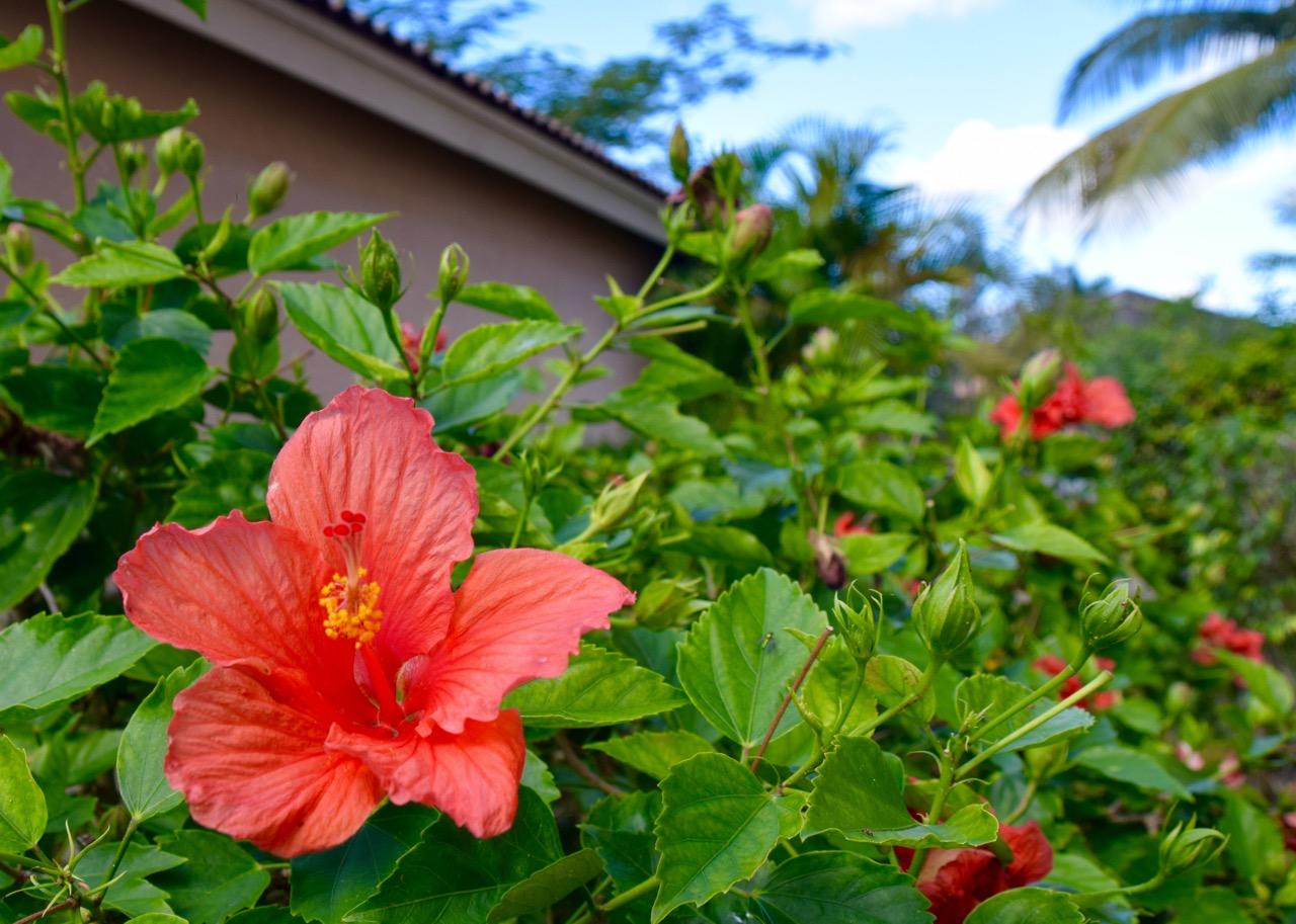 12353 Riverfalls Court Boca Raton, FL 33428 - Photo 26 of 37 red flowers
