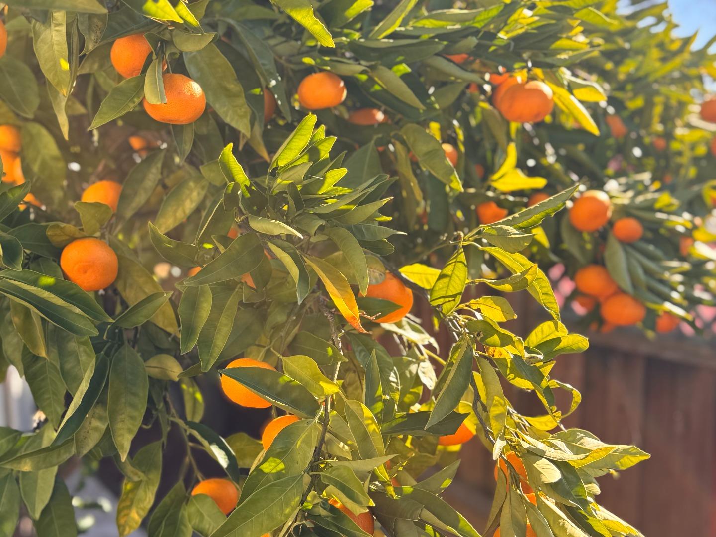 24927 2nd Street Hayward, CA 94541 - Photo 21 of 22