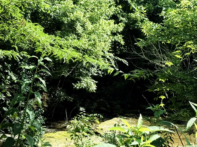 a view of flowers in a garden