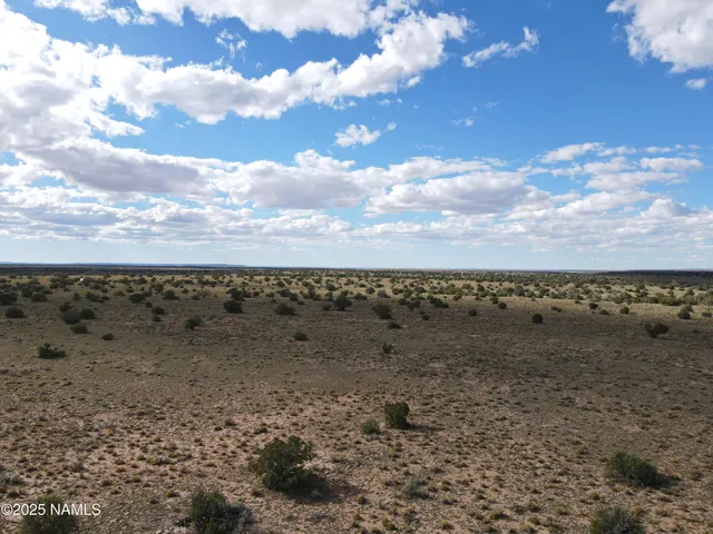 a view of a dry yard with lots of trees