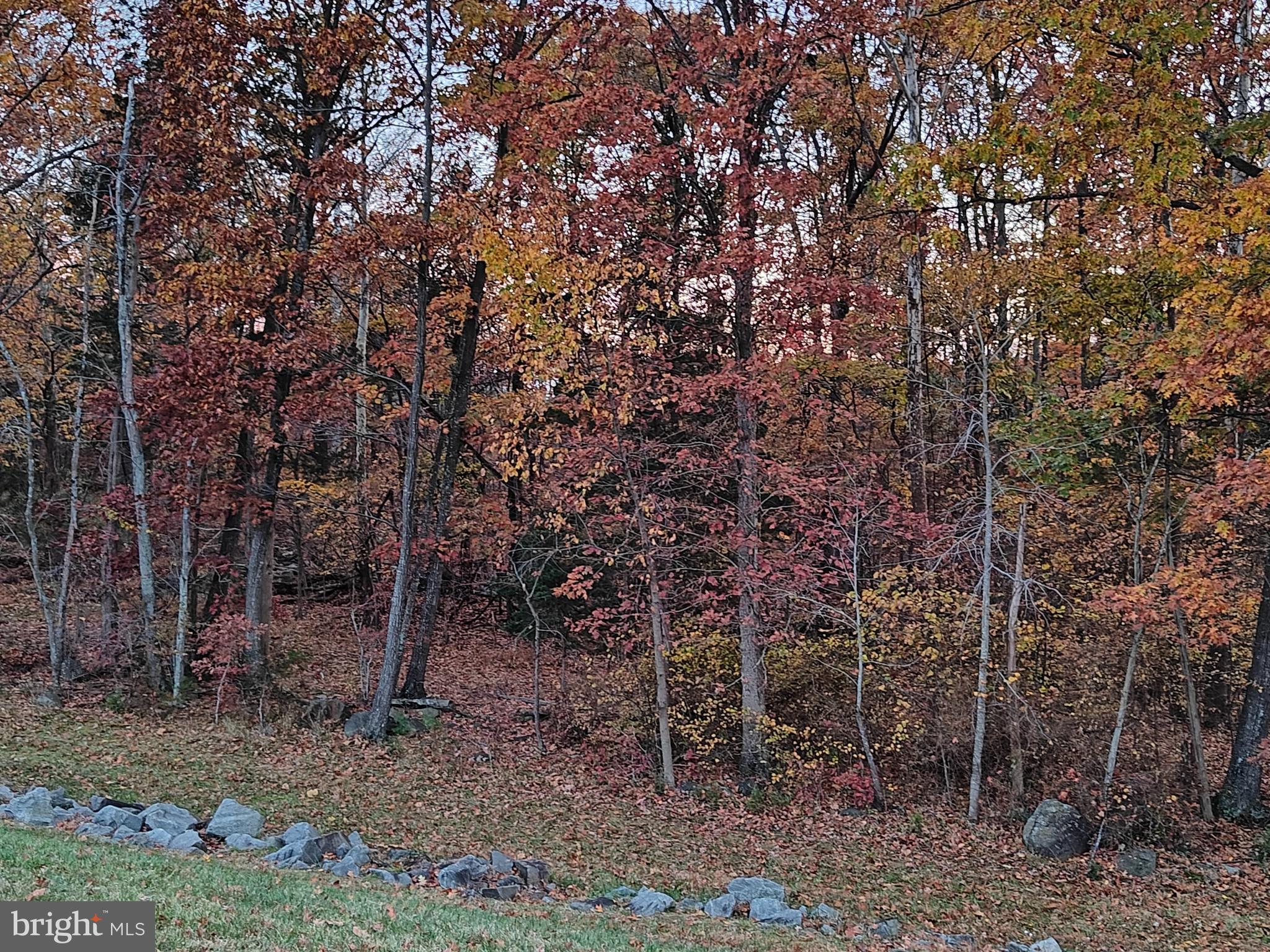 2393 Liberty Loop Herndon, VA 20171 - Photo 43 of 45 a backyard of a house with lots of trees