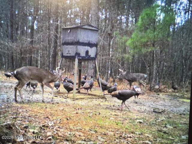 Mudline Rd Lake Lake, MS 39092 - Photo 18 of 27 IMG_8769