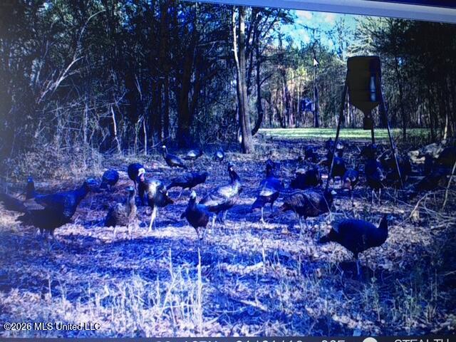 Mudline Rd Lake Lake, MS 39092 - Photo 19 of 27 56719522557__6AFB572C-1F5A-4E53-82D8-10B
