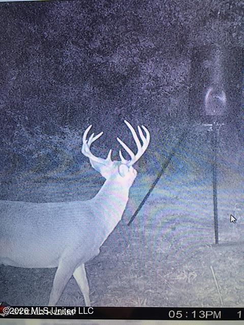 Mudline Rd Lake Lake, MS 39092 - Photo 20 of 27 56869126750__B45D0B6B-42B0-466F-9EE2-74A