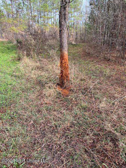 Mudline Rd Lake Lake, MS 39092 - Photo 22 of 27 IMG_4461