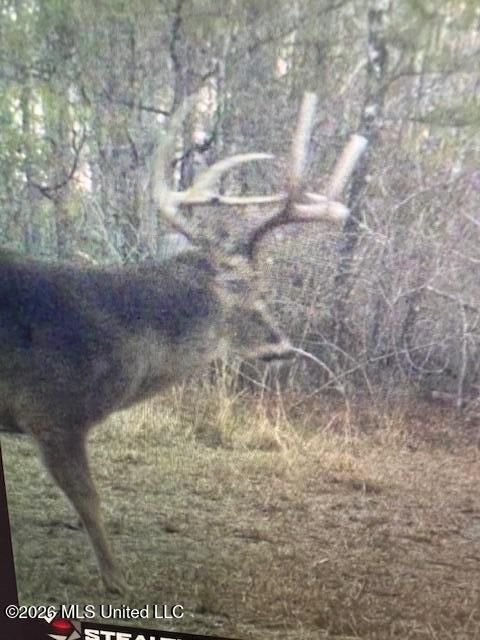 Mudline Rd Lake Lake, MS 39092 - Photo 24 of 27 IMG_1117