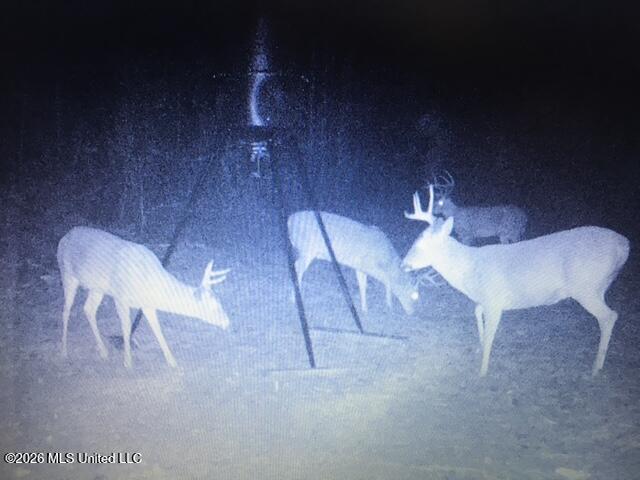 Mudline Rd Lake Lake, MS 39092 - Photo 25 of 27 IMG_3351