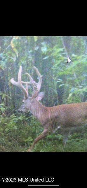 Mudline Rd Lake Lake, MS 39092 - Photo 26 of 27 IMG_4850