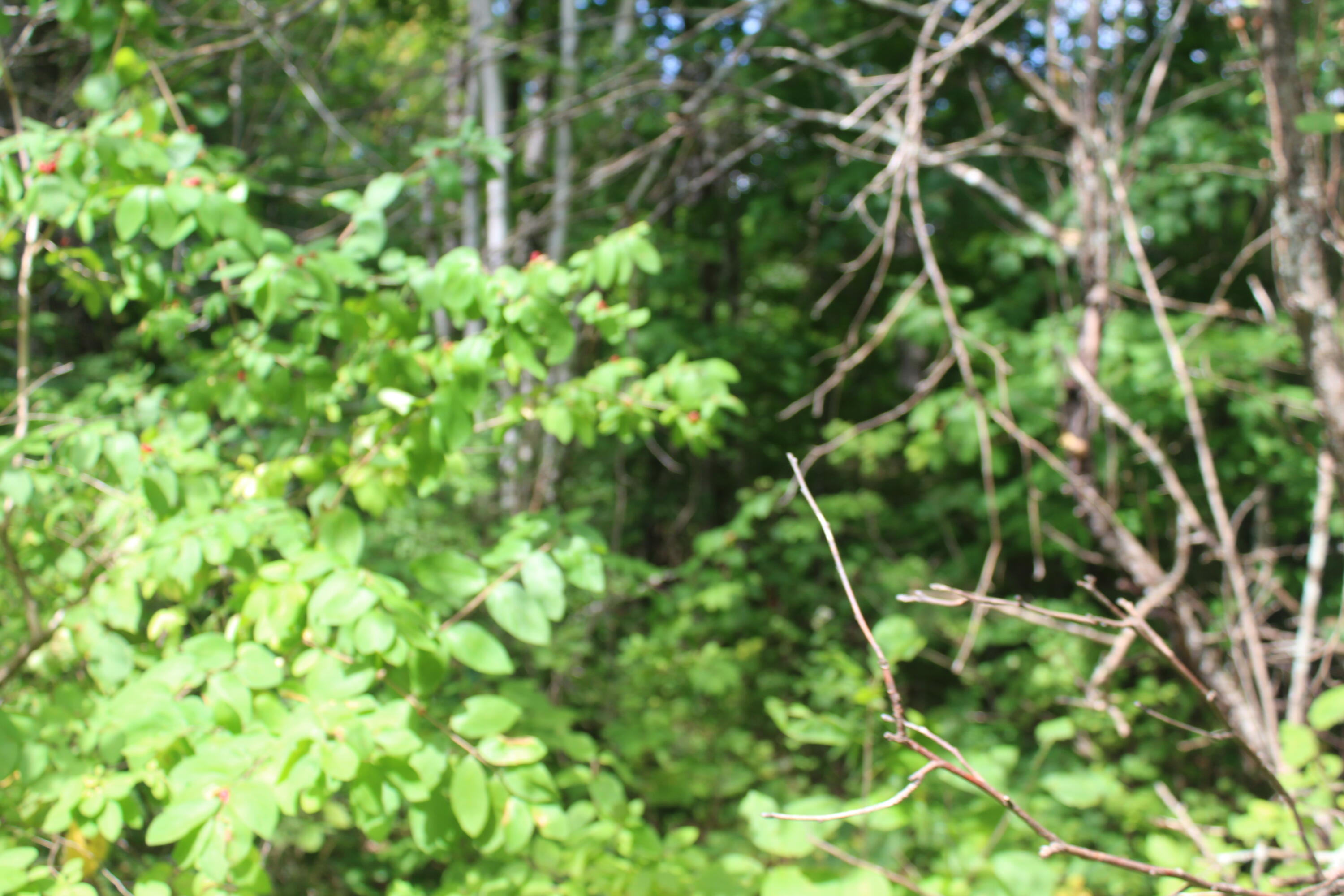 623 River Road Oakfield, ME 04763 - Photo 2 of 5 IMG_7654