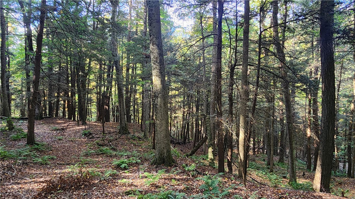 0 Old Italy Valley Road Naples, NY 14512 - Photo 16 of 41