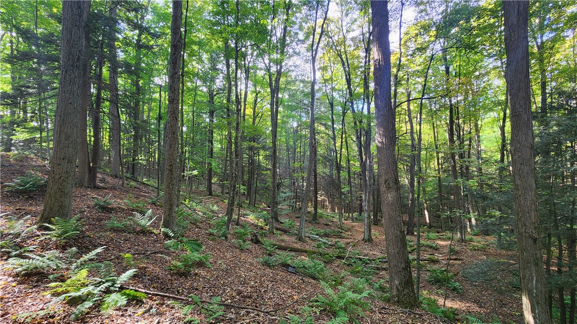 0 Old Italy Valley Road Naples, NY 14512 - Photo 9 of 41