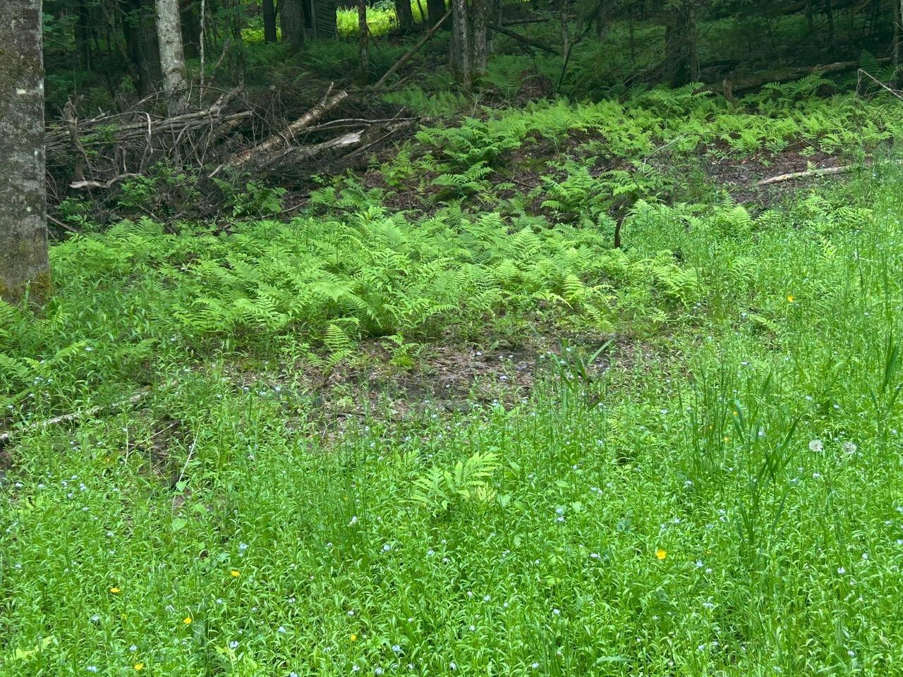 0 Rocky Road Johnson, VT 05656 - Photo 18 of 22