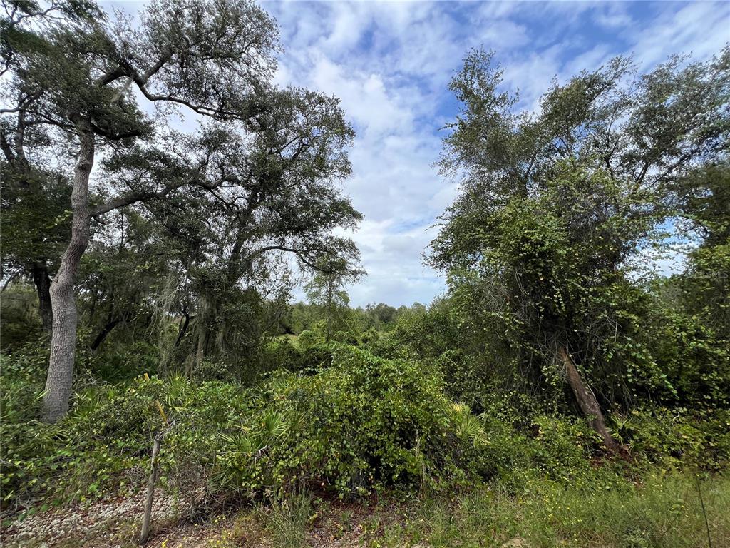 Tbd Dane Lane Melrose, FL 32666 - Photo 2 of 13