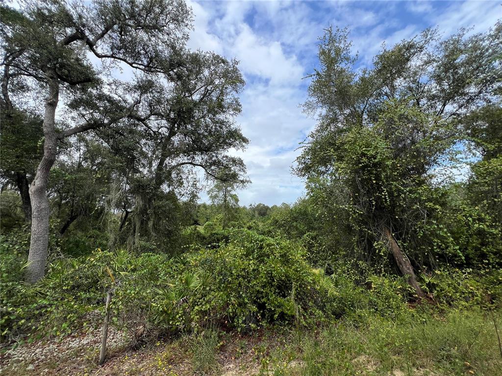 Tbd Dane Lane Melrose, FL 32666 - Photo 8 of 13