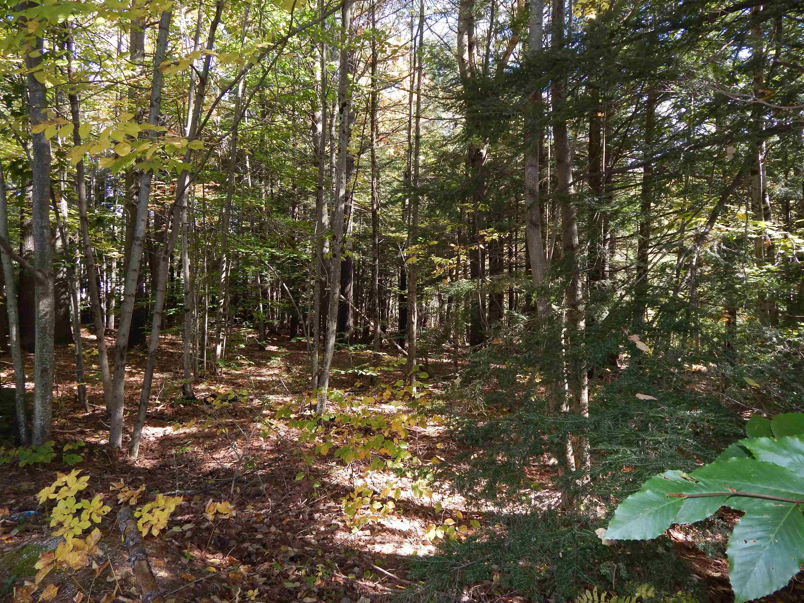 Lot #1 Whipple Road Newport, NH 03773 - Photo 2 of 10 Gallery Image 2