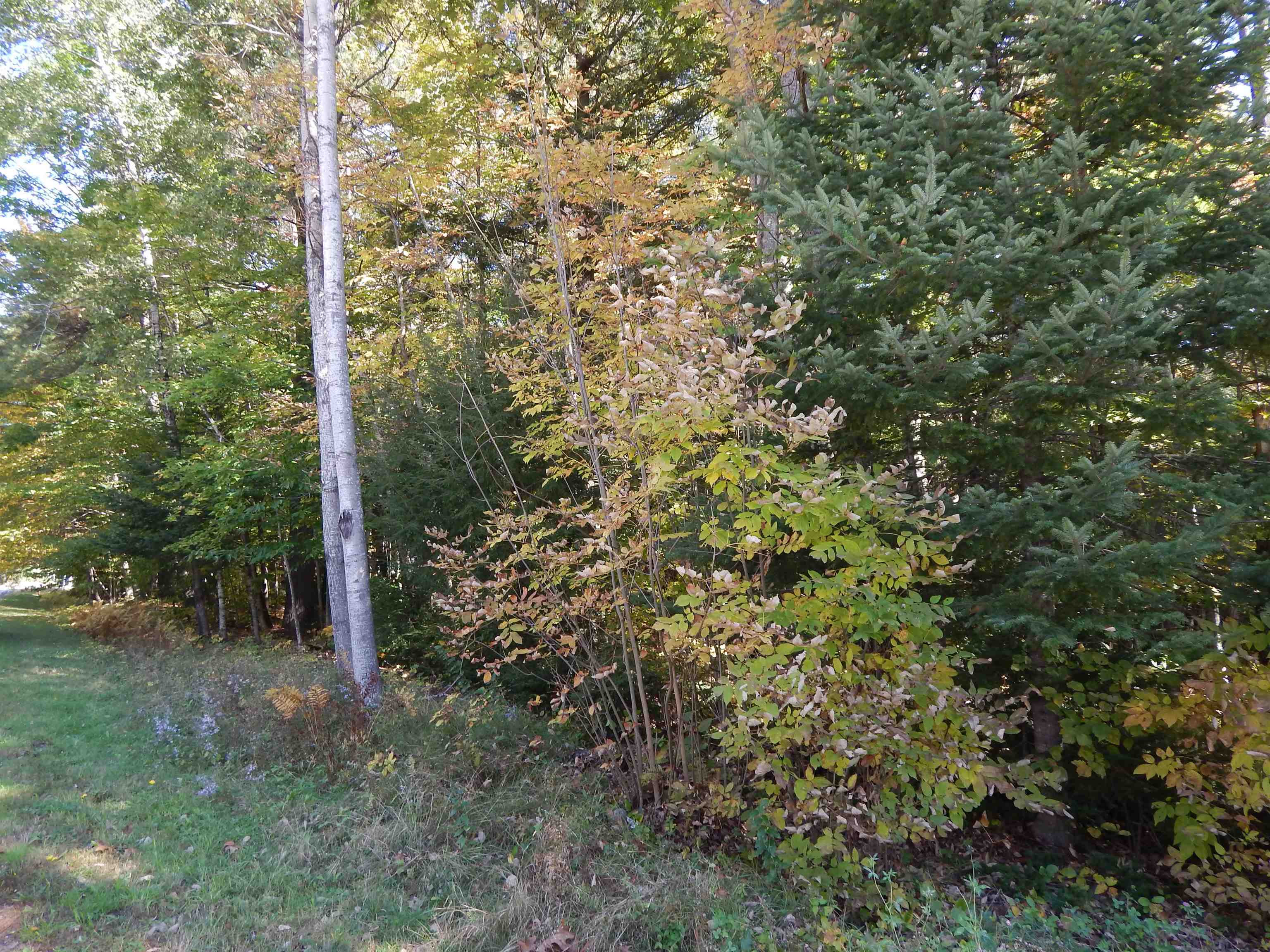 Lot #1 Whipple Road Newport, NH 03773 - Photo 3 of 10 Gallery Image 3