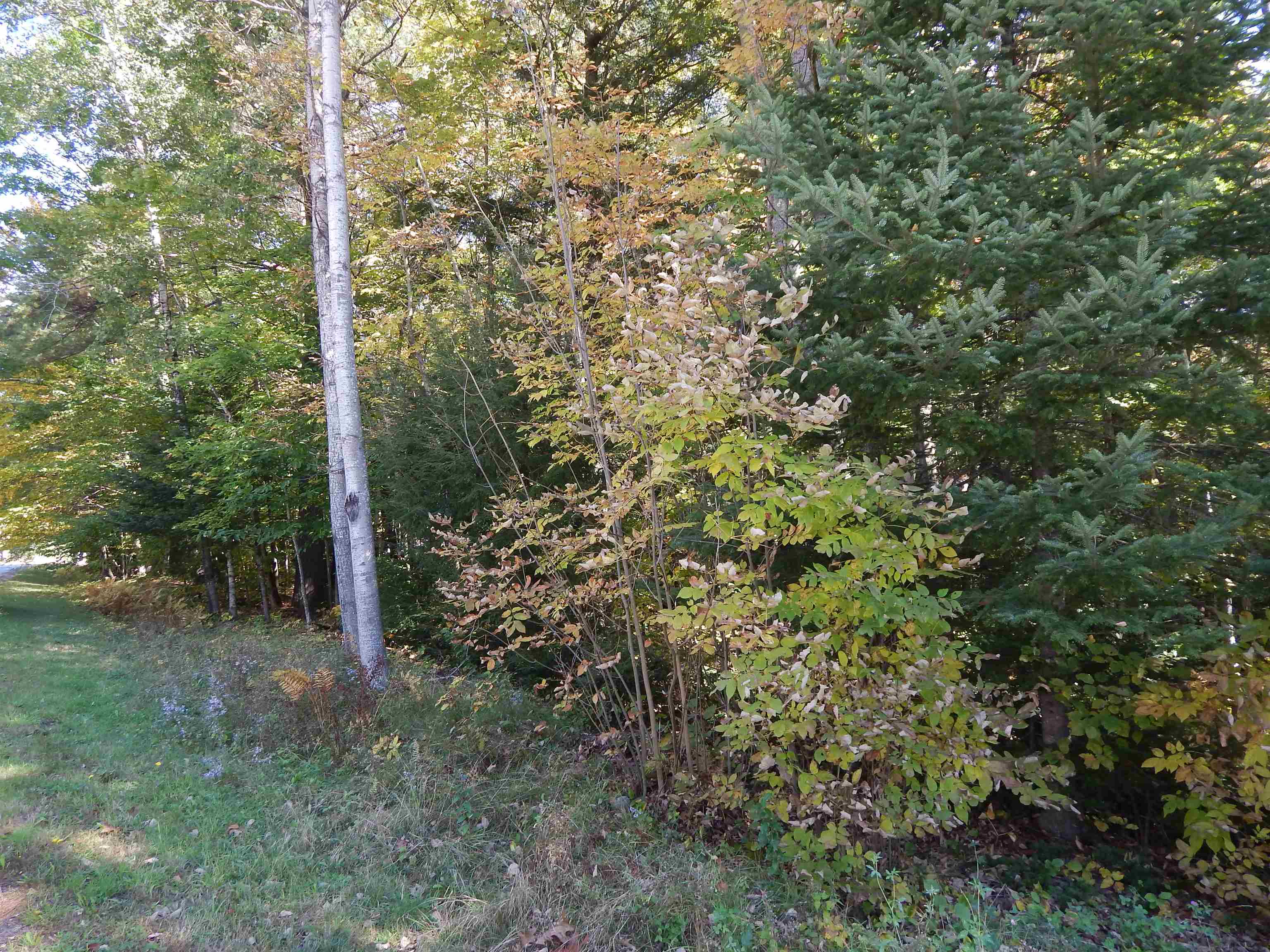 Lot #1 Whipple Road Newport, NH 03773 - Photo 6 of 10 Gallery Image 6