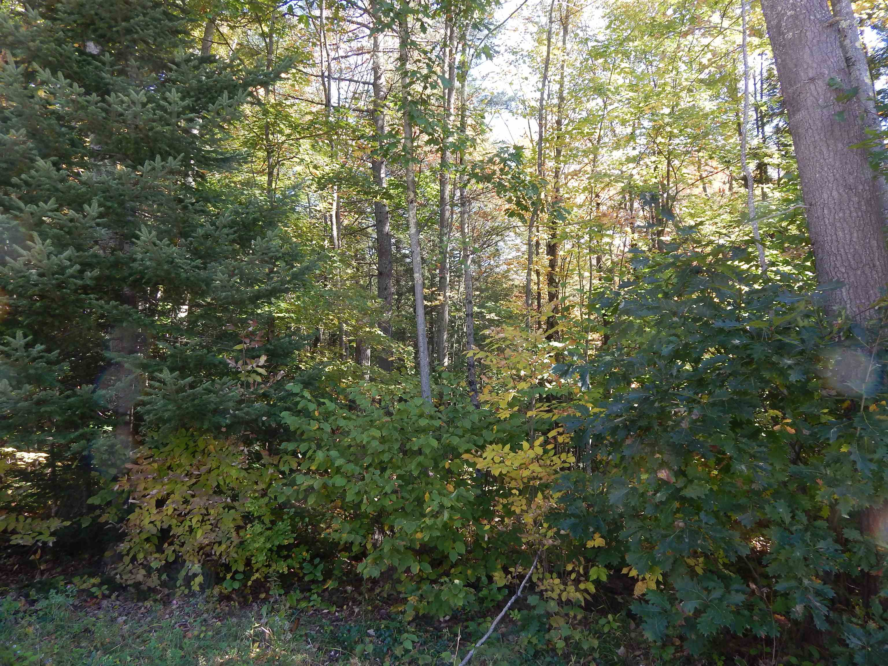 Lot #1 Whipple Road Newport, NH 03773 - Photo 7 of 10 Gallery Image 7