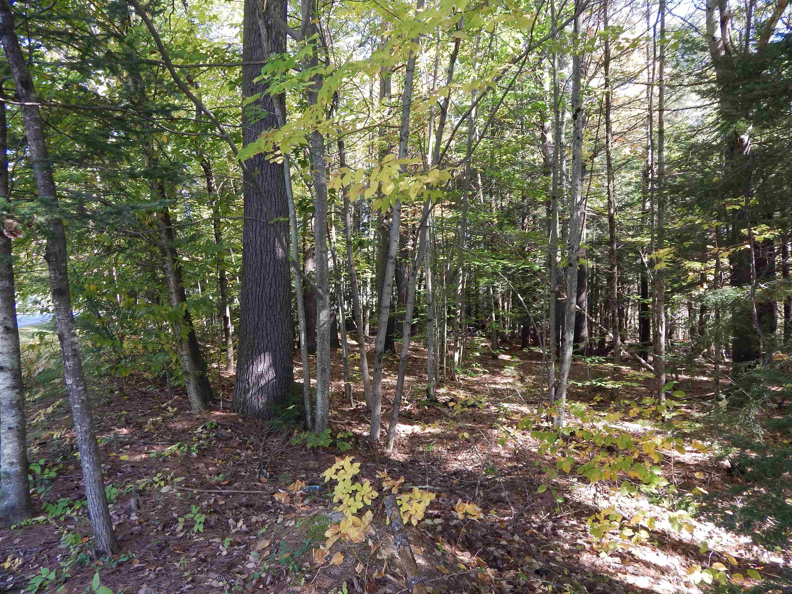 Lot #1 Whipple Road Newport, NH 03773 - Photo 10 of 10 Gallery Image 10