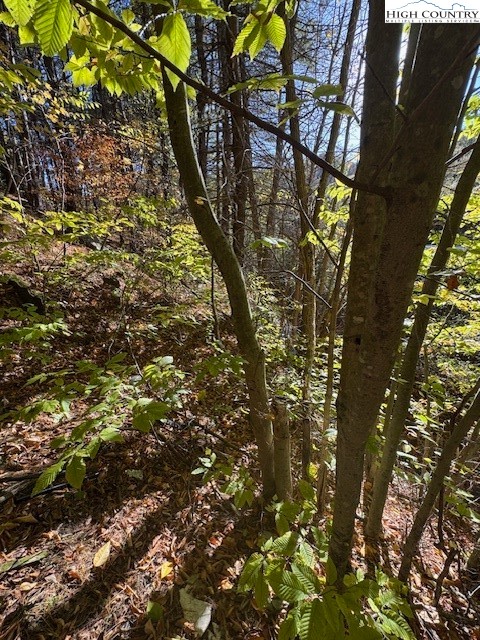 336 Willowdale Church Road Vilas, NC 28692 - Photo 33 of 35 a view of under tree