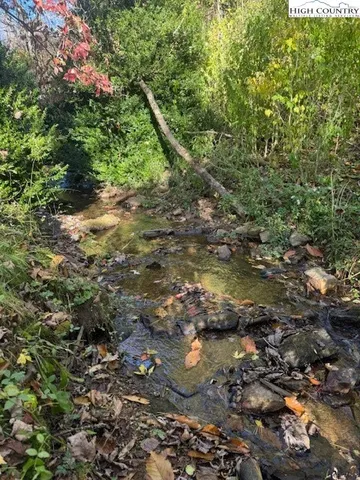 a view of a forest with a tree