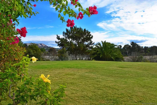 a view of a big yard with a large tree