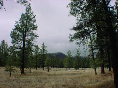 0 Lockett Ranches Tract 9j Flagstaff, AZ 86001 - Photo 1 of 3 Primary Photo