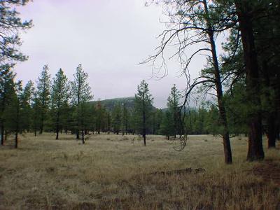 0 Lockett Ranches Tract 9j Flagstaff, AZ 86001 - Photo 3 of 3 Additional Photo