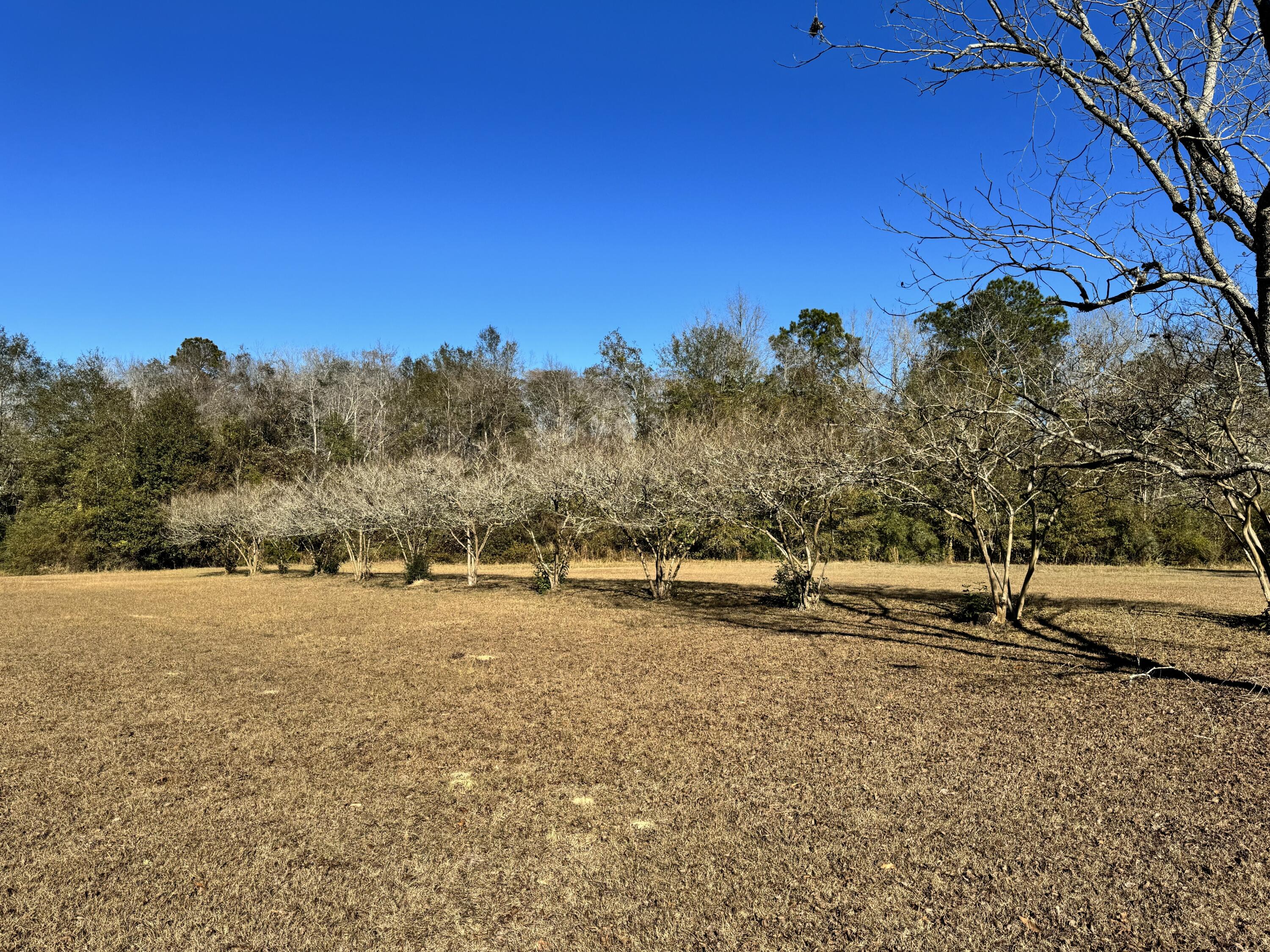 2864 Sixth Street Florala, AL 36442 - Photo 25 of 28 a backyard of a house with lots of green space