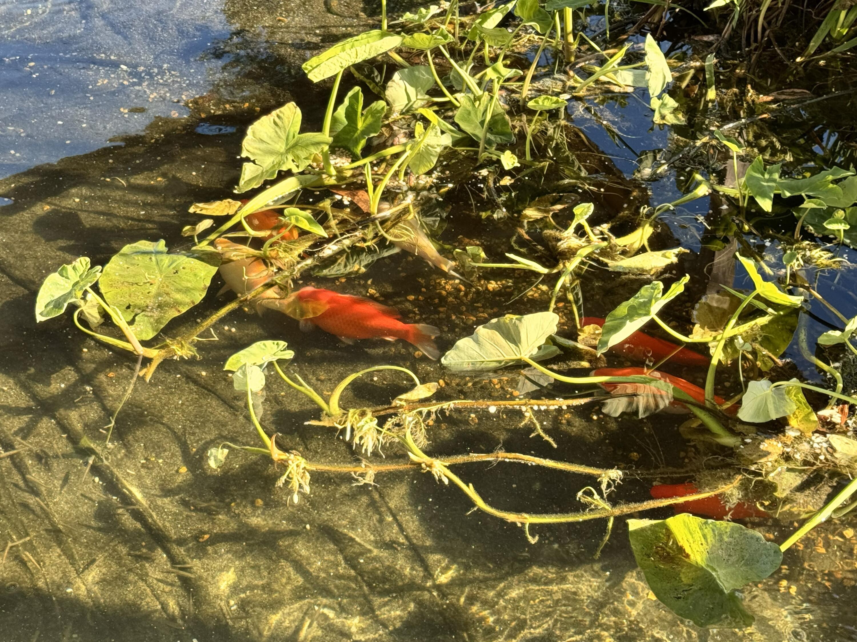 2864 Sixth Street Florala, AL 36442 - Photo 28 of 28